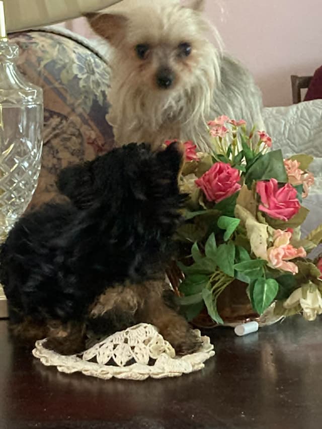 Yorkshire Terrier Puppies (small) media 4