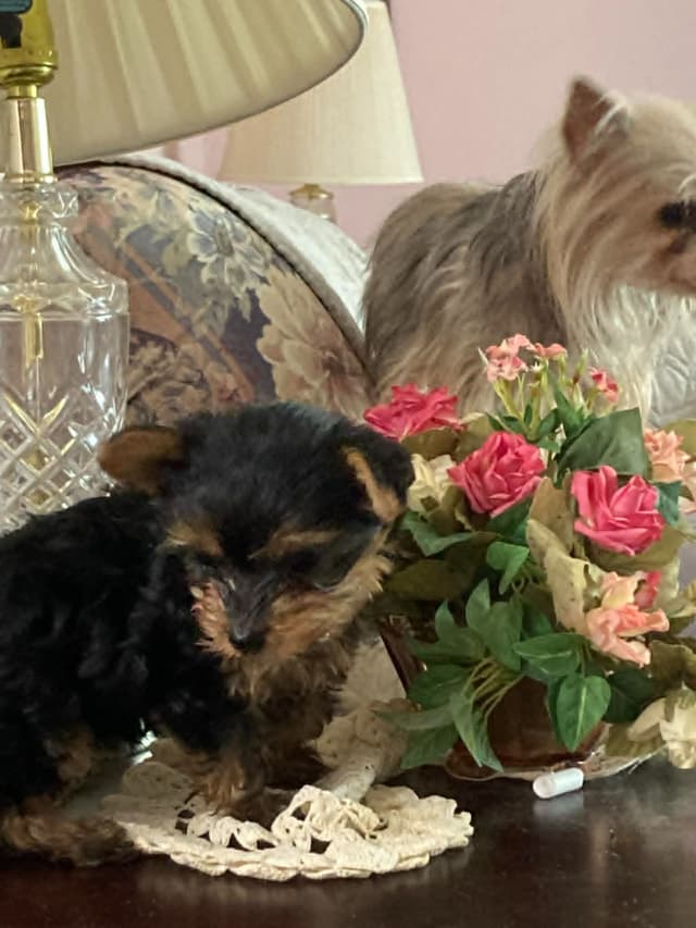 Yorkshire Terrier Puppies (small) media 5