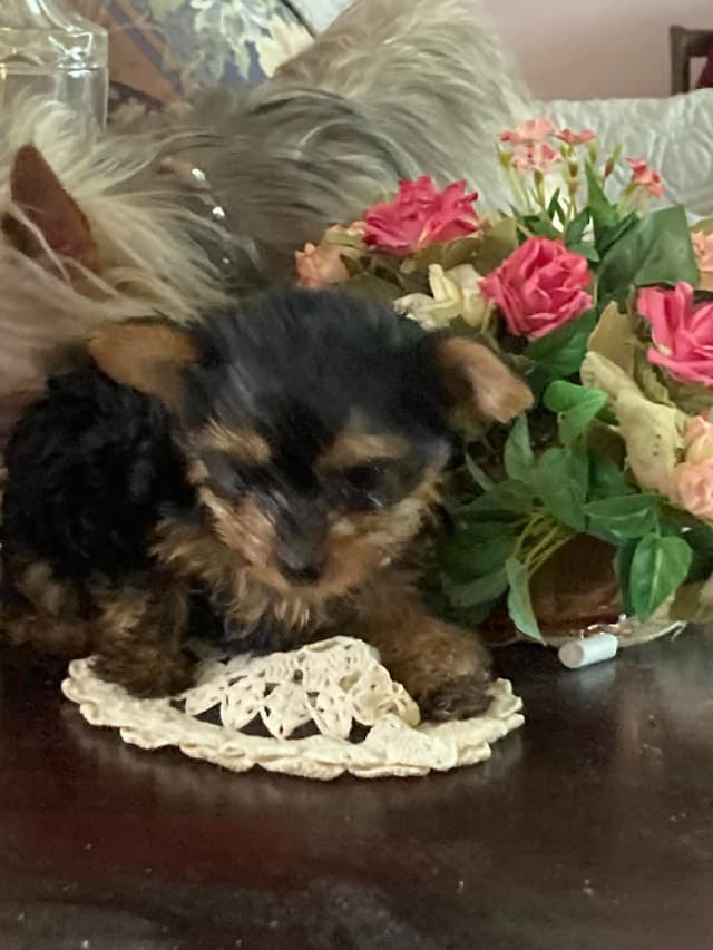 Yorkshire Terrier Puppies (small) media 6