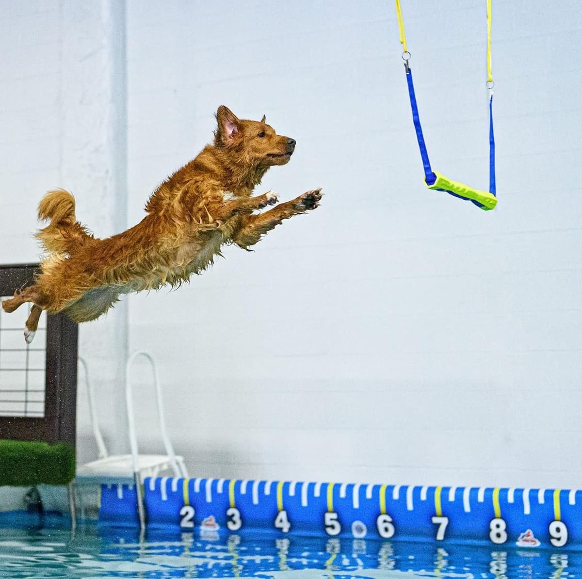 Nova Scotia Duck Tolling Retriever Puppies breeder image 1