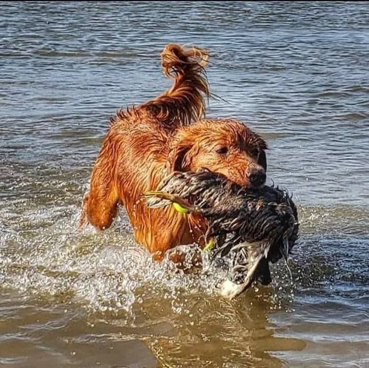 Nova Scotia Duck Tolling Retriever Puppies breeder image 2