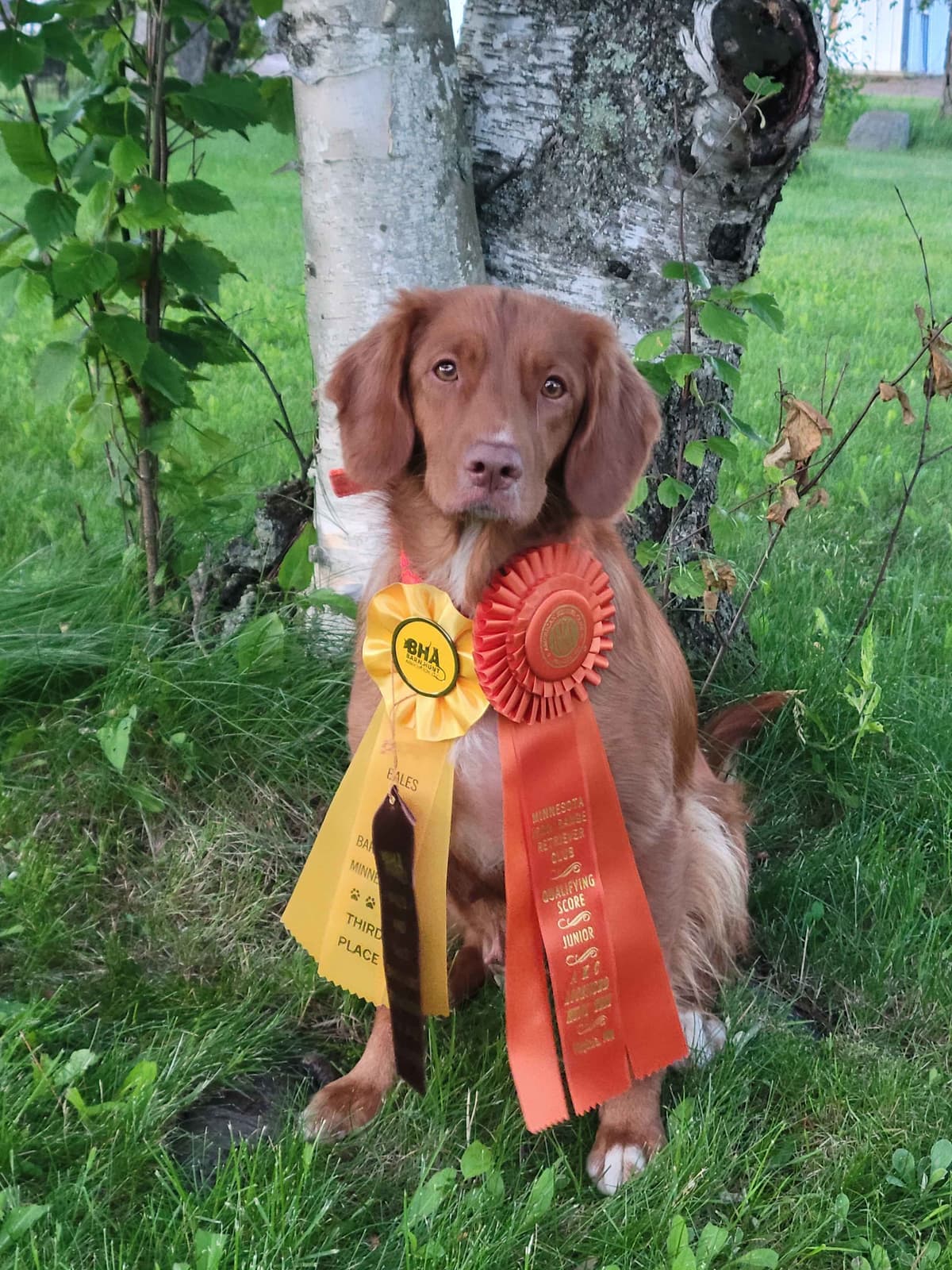 Nova Scotia Duck Tolling Retriever Puppies breeder image 3