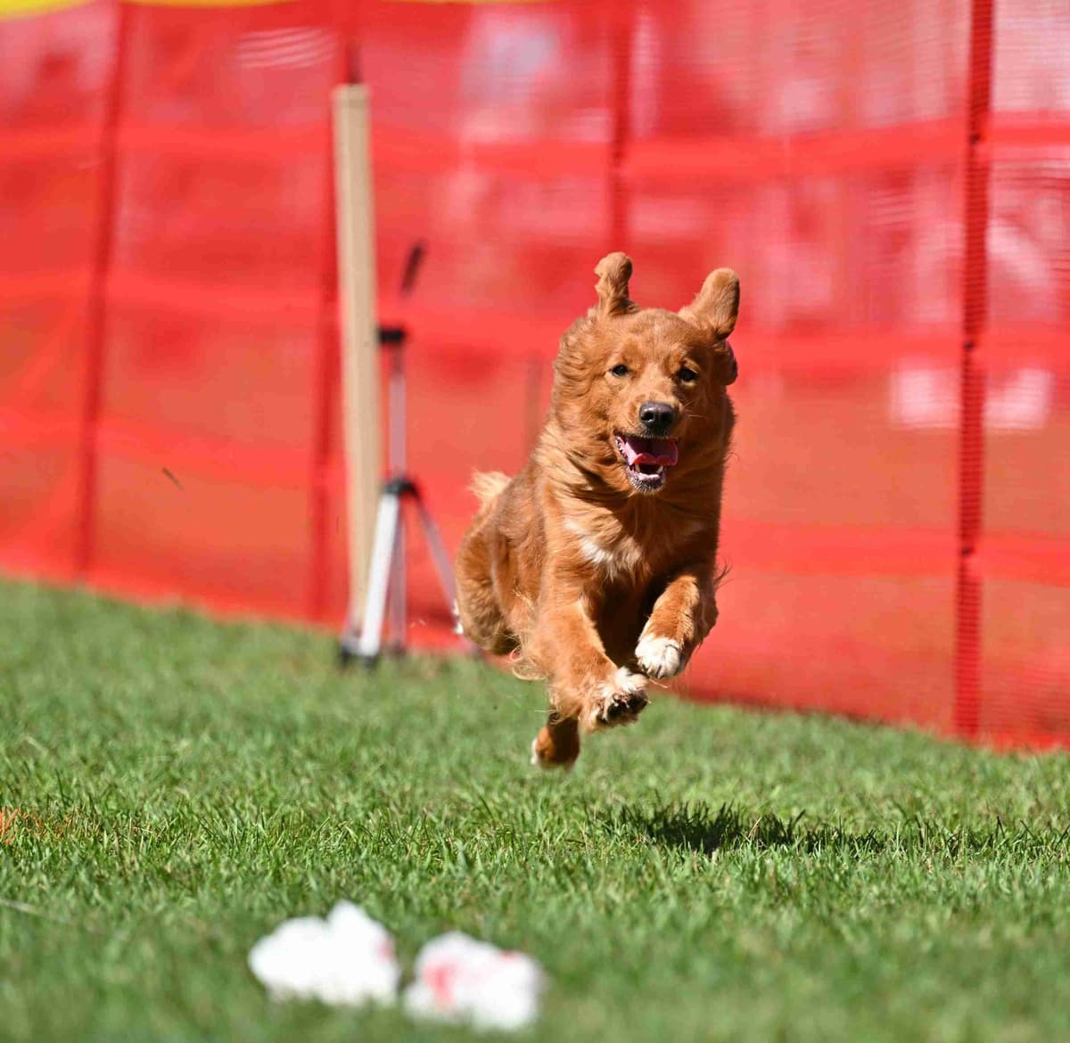 Nova Scotia Duck Tolling Retriever Puppies breeder image 4