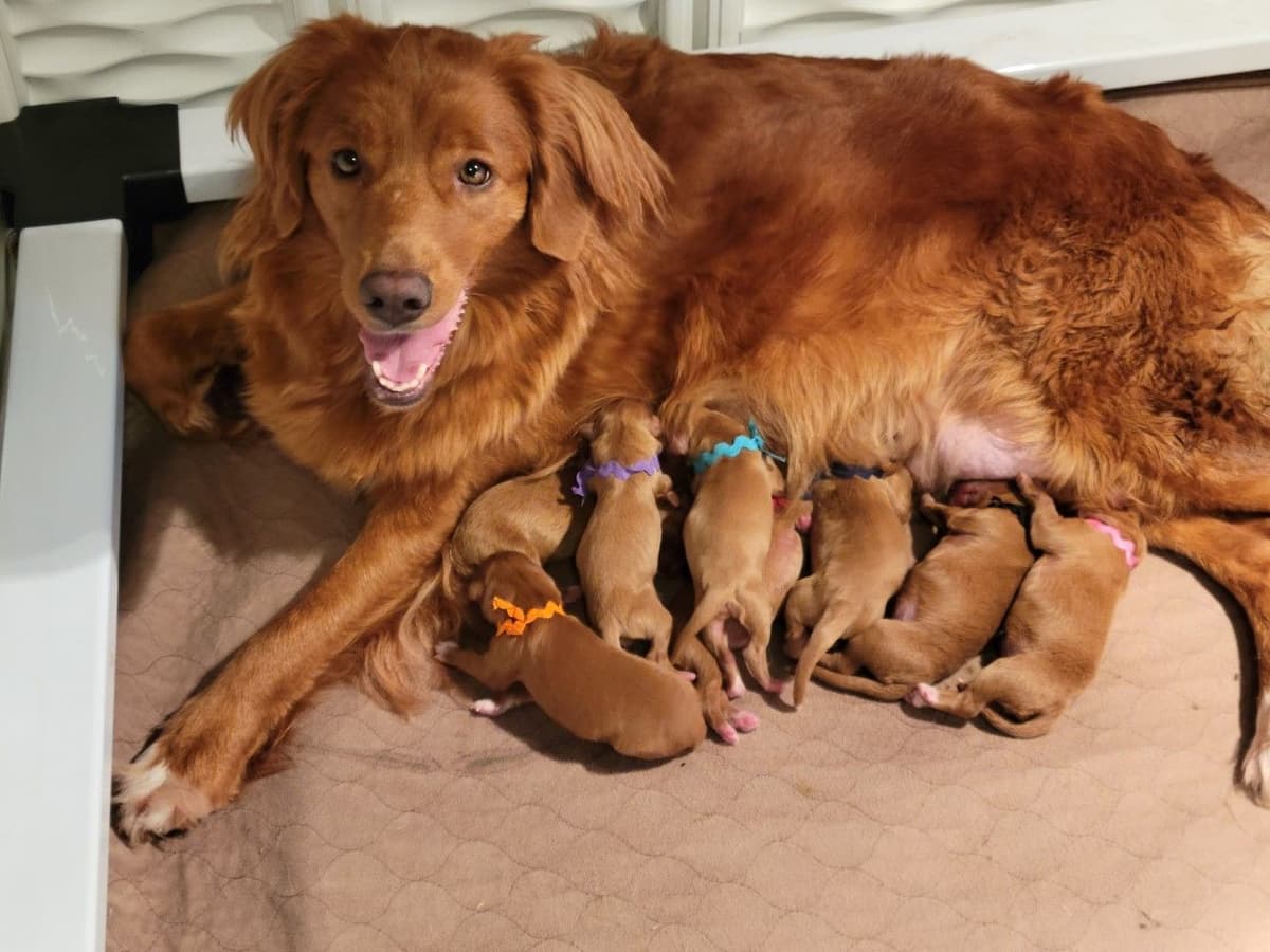 Nova Scotia Duck Tolling Retriever Puppies breeder image 5