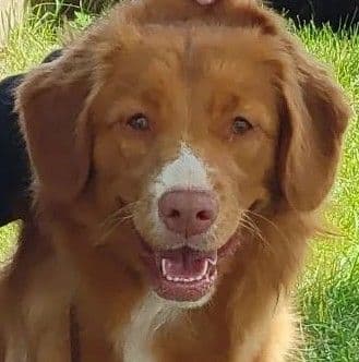 Nova Scotia Duck Tolling Retriever Puppies media 2
