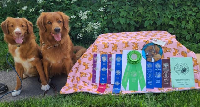 Nova Scotia Duck Tolling Retriever Puppies media 4