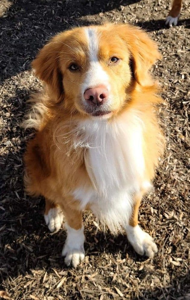 Nova Scotia Duck Tolling Retriever Puppies media 3