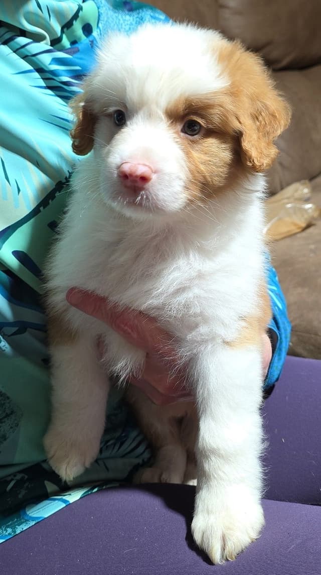 Nova Scotia Duck Tolling Retriever Puppies media 5