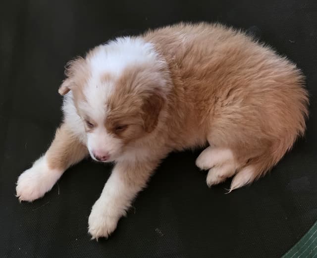 Nova Scotia Duck Tolling Retriever Puppies media 6