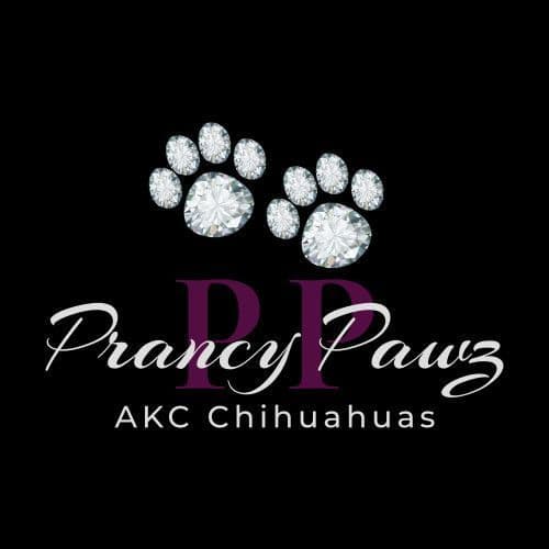 German Shorthaired Pointer Puppies breeder image 1