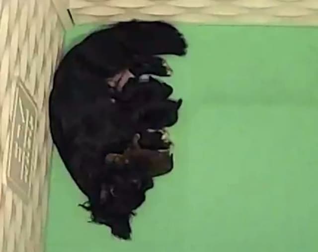Chihuahua Puppies media 29