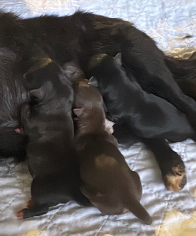 Chihuahua Puppies media 28