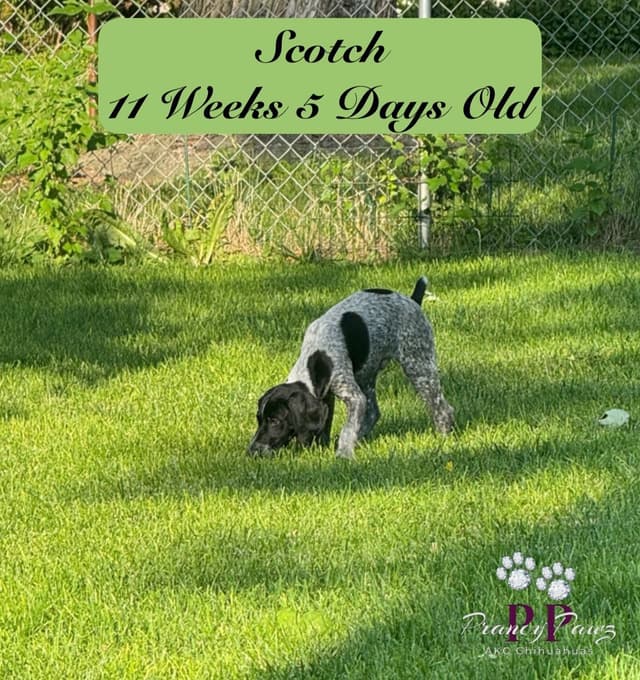 German Shorthaired Pointer Puppies media 2
