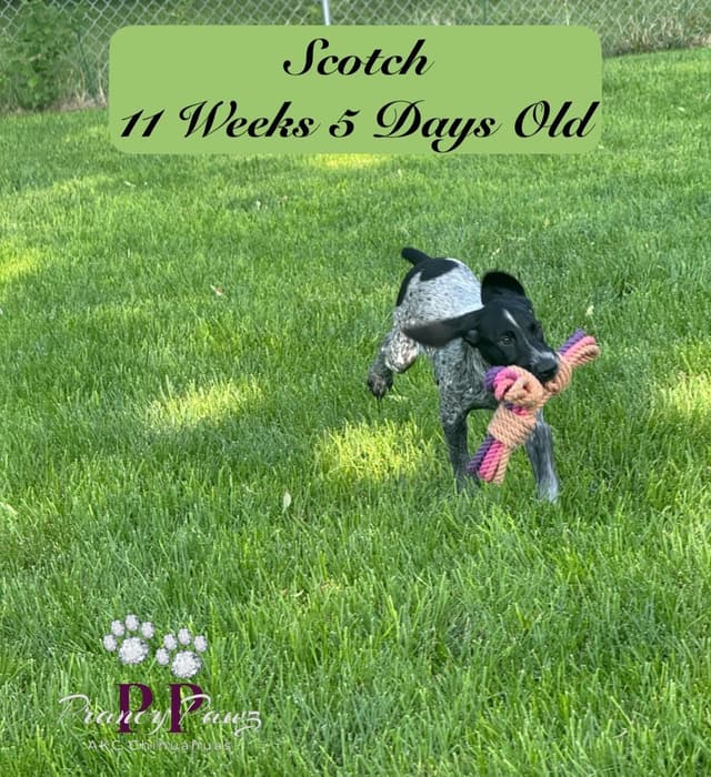 German Shorthaired Pointer Puppies media 3