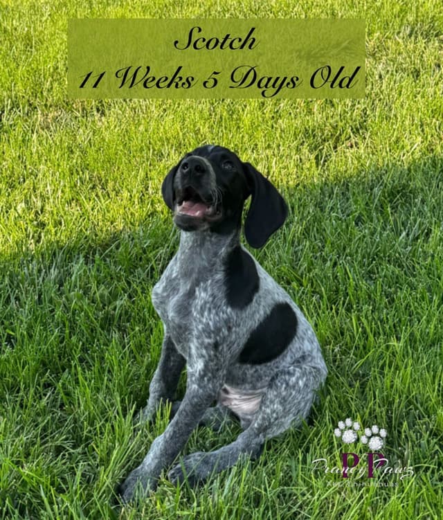 German Shorthaired Pointer Puppies media 4