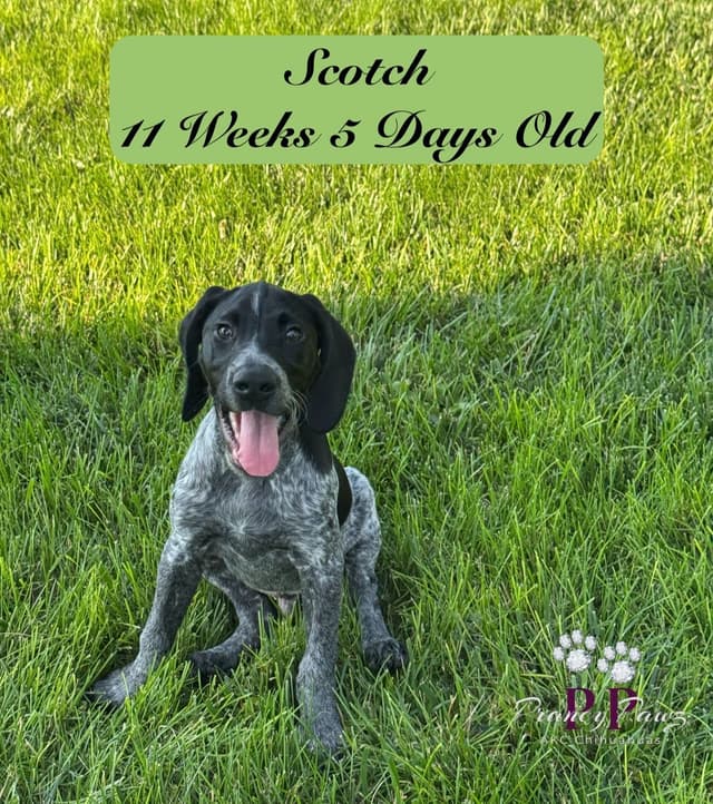 German Shorthaired Pointer Puppies media 5