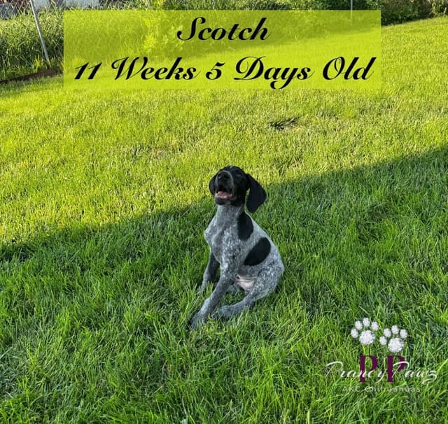 German Shorthaired Pointer Puppies media 6
