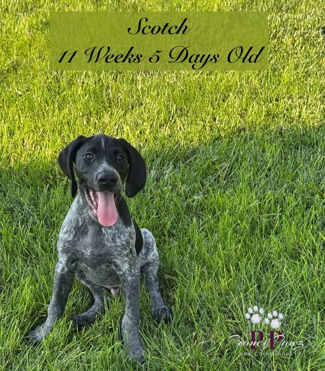 German Shorthaired Pointer Puppies media 7