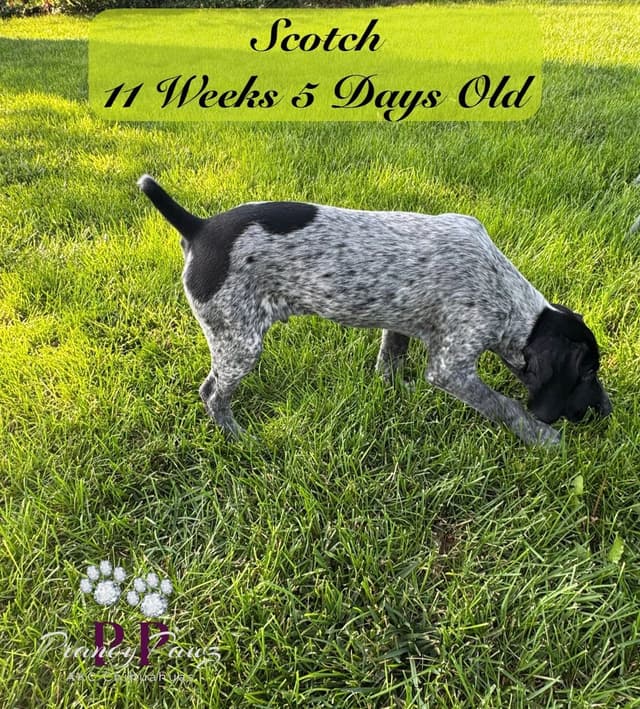 German Shorthaired Pointer Puppies media 9