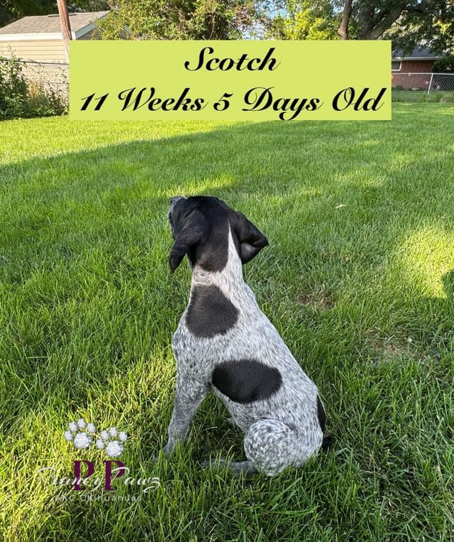 German Shorthaired Pointer Puppies media 10