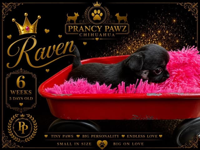 Chihuahua Puppies media 19