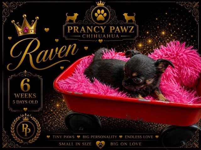 Chihuahua Puppies media 20