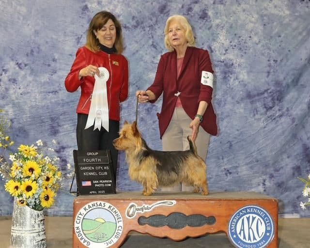 Australian Terrier Puppies breeder image 1
