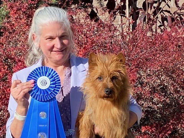 Australian Terrier Puppies breeder image 2