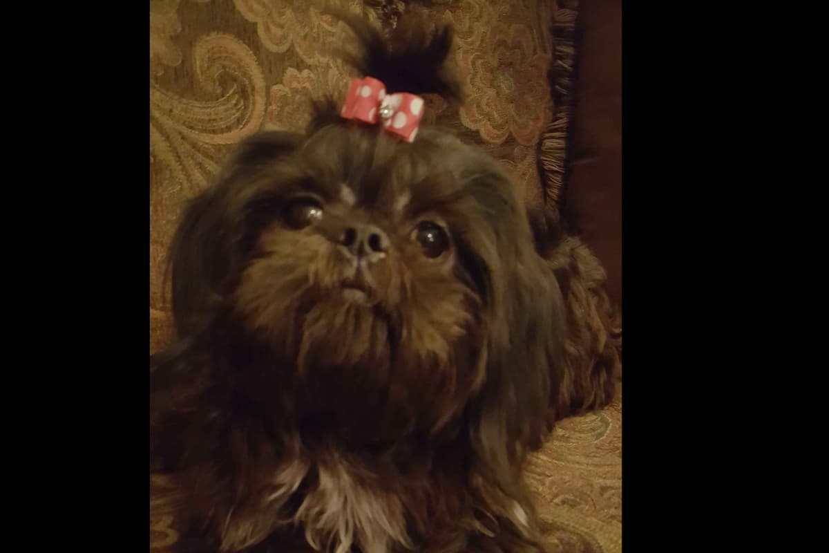 Adorable AFFORDABLE Shih Tzu Puppies breeder image 1