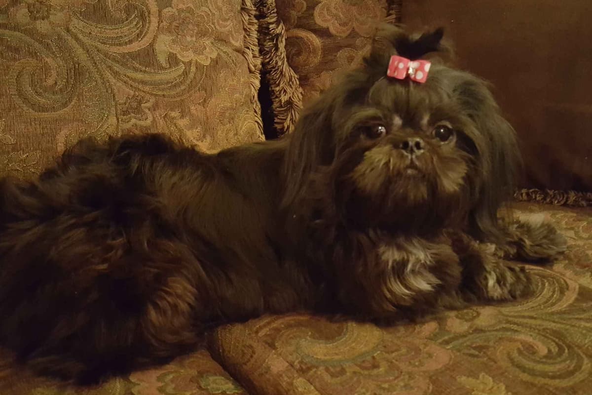 Adorable AFFORDABLE Shih Tzu Puppies breeder image 2