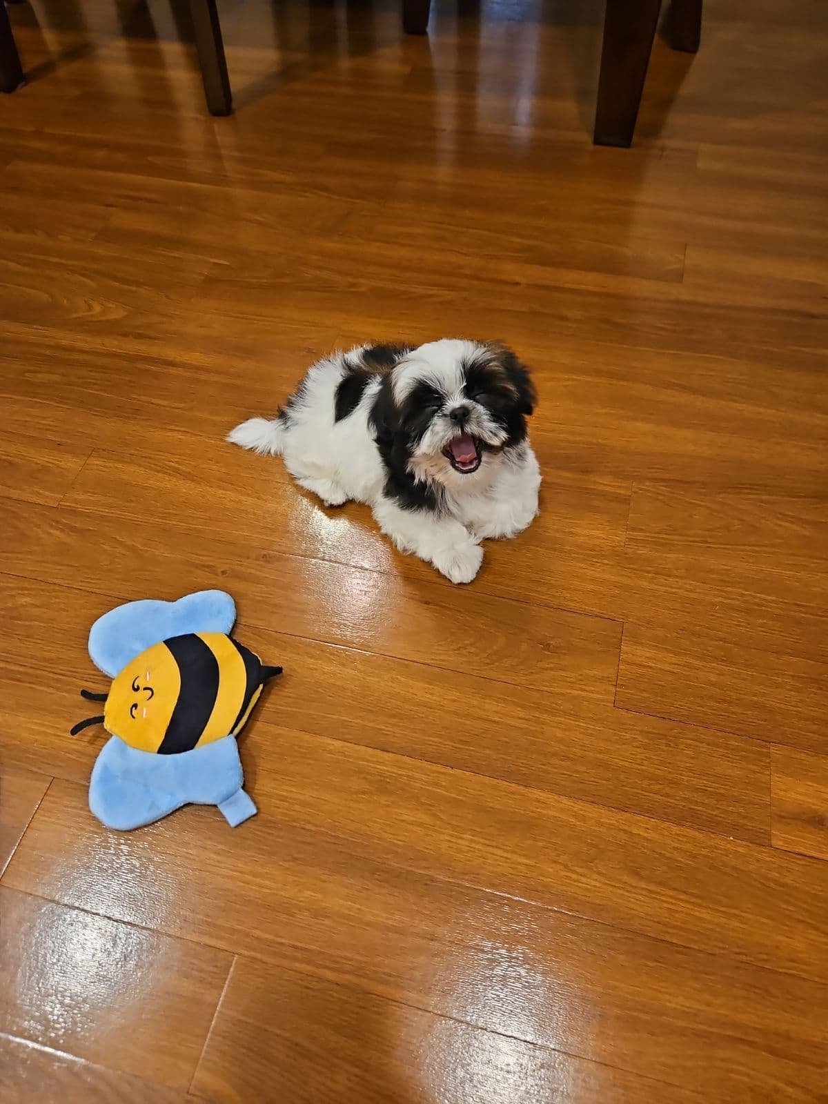 Adorable AFFORDABLE Shih Tzu Puppies breeder image 3