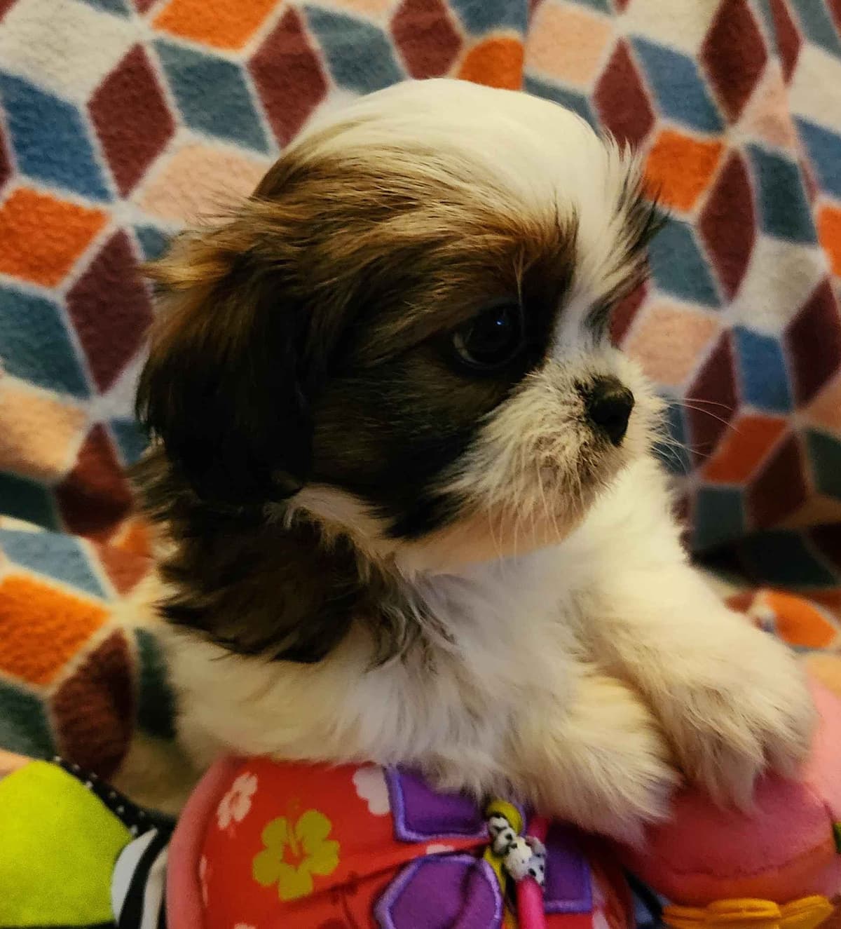 Adorable AFFORDABLE Shih Tzu Puppies breeder image 4
