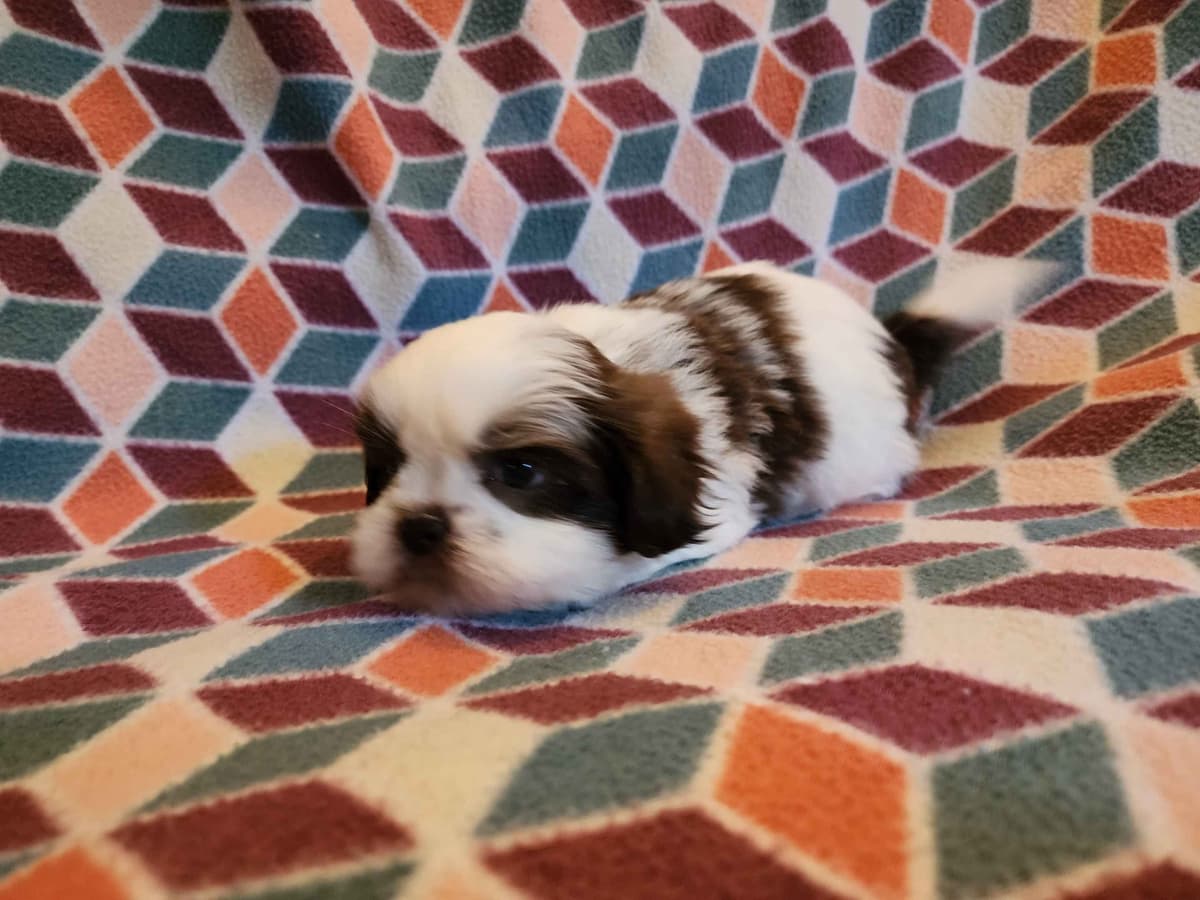 Adorable AFFORDABLE Shih Tzu Puppies breeder image 5