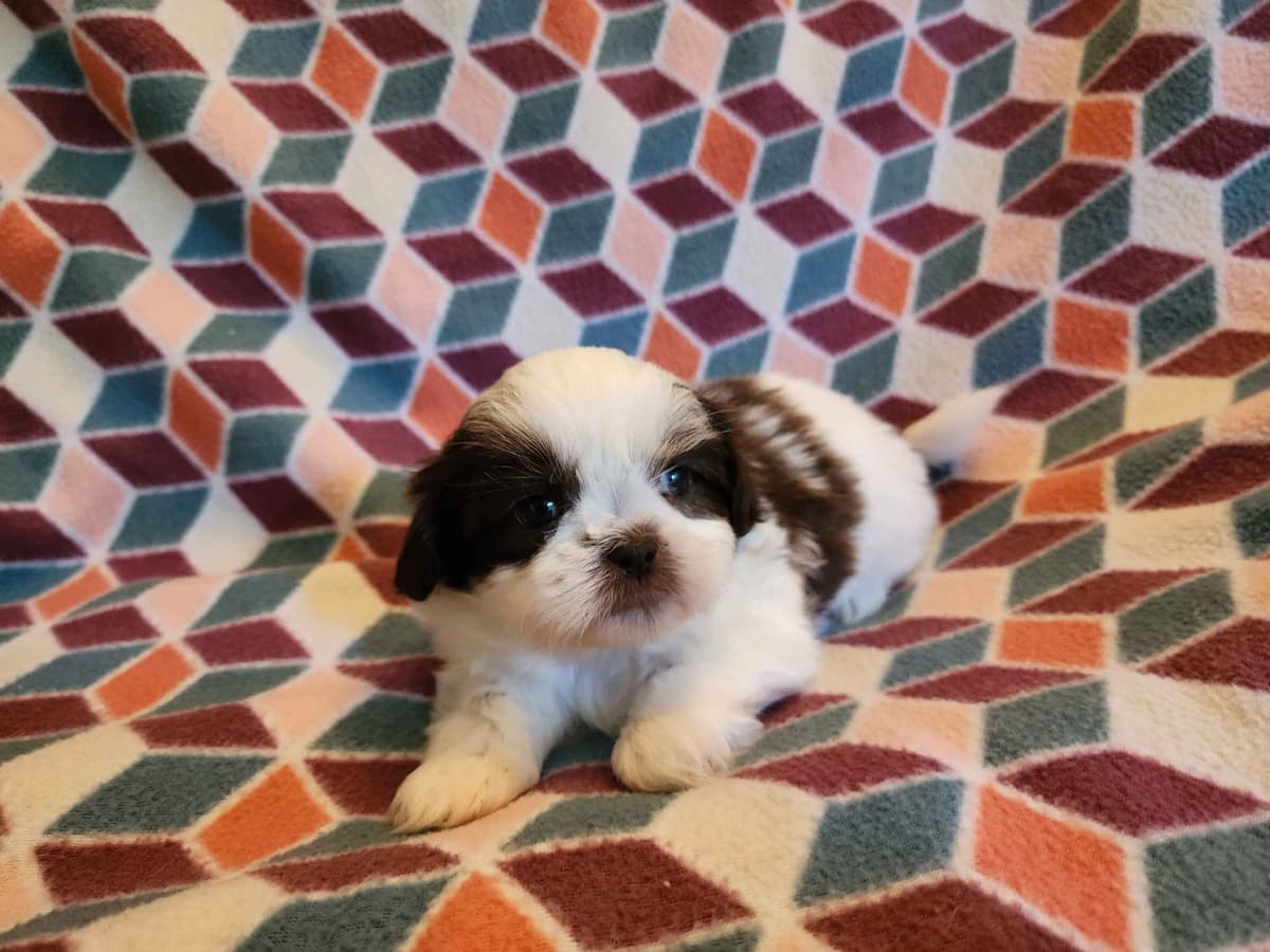 Adorable AFFORDABLE Shih Tzu Puppies breeder image 6
