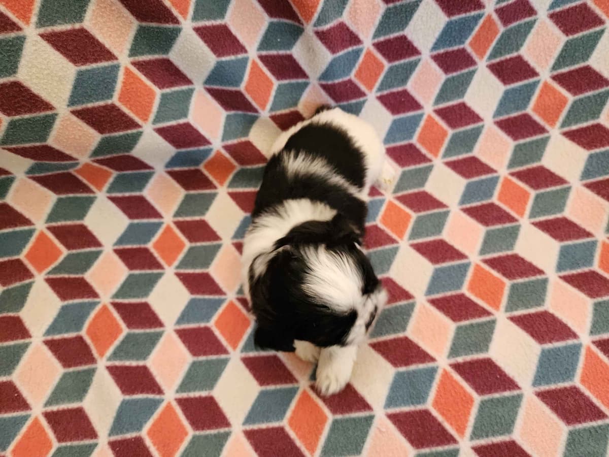 Adorable AFFORDABLE Shih Tzu Puppies breeder image 7