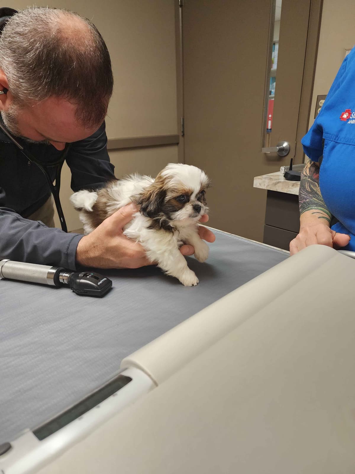 Adorable AFFORDABLE Shih Tzu Puppies breeder image 9