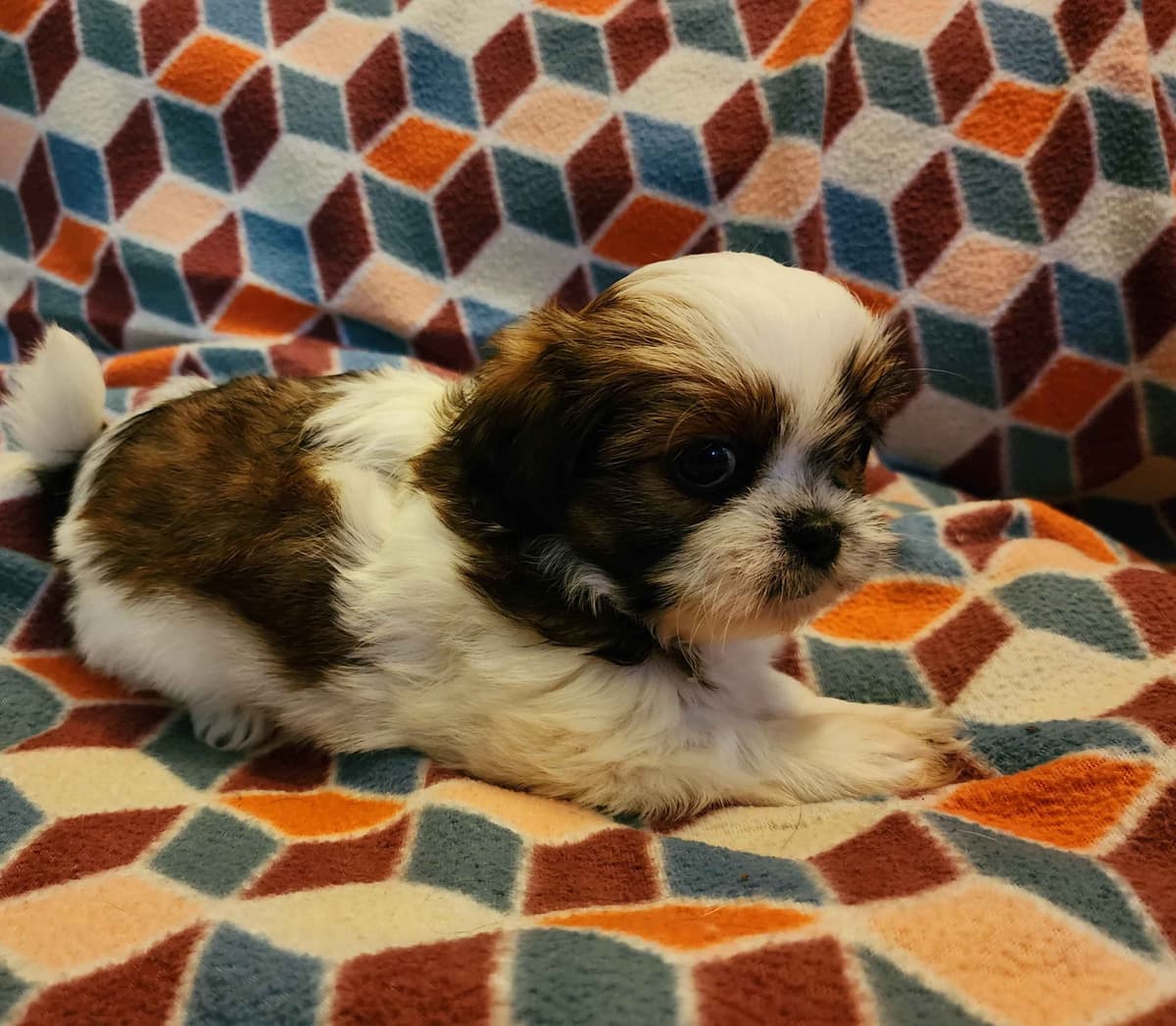 Adorable AFFORDABLE Shih Tzu Puppies breeder image 10