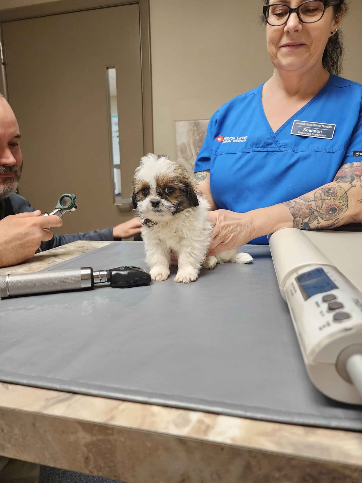 Adorable AFFORDABLE Shih Tzu Puppies breeder image 11