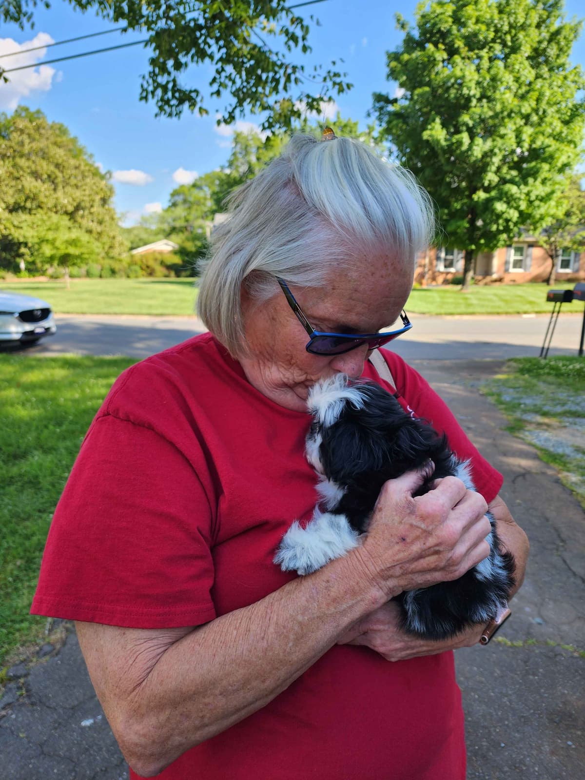 Adorable AFFORDABLE Shih Tzu Puppies breeder image 15