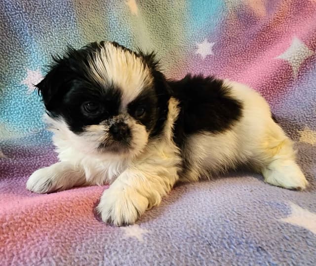 Adorable AFFORDABLE Shih Tzu Puppies media 2