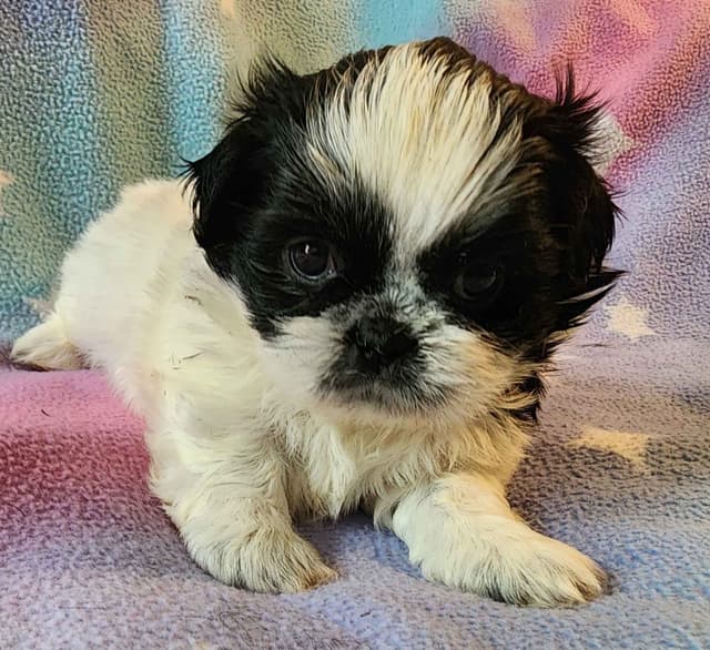 Adorable AFFORDABLE Shih Tzu Puppies media 3