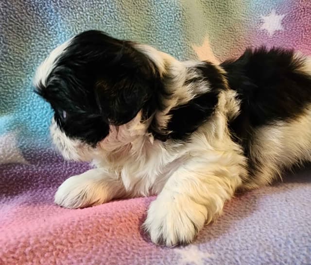 Adorable AFFORDABLE Shih Tzu Puppies media 4