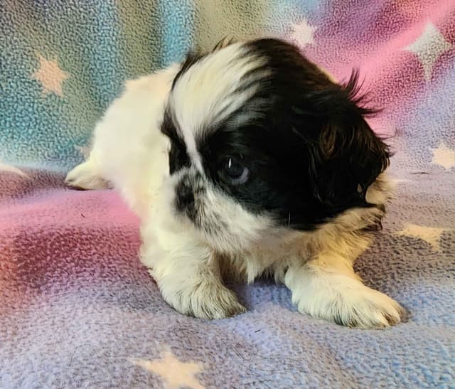 Adorable AFFORDABLE Shih Tzu Puppies media 5