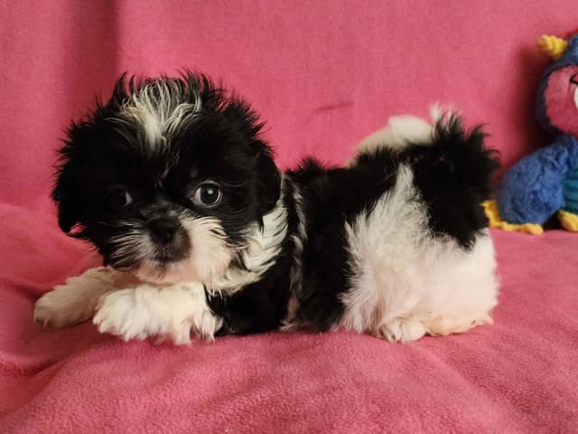 **AFFORDABLE** ADORABLE Shih Tzu Puppies media 2