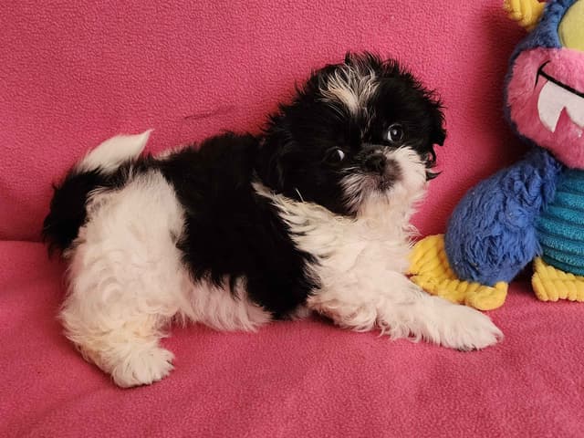 **AFFORDABLE** ADORABLE Shih Tzu Puppies media 3