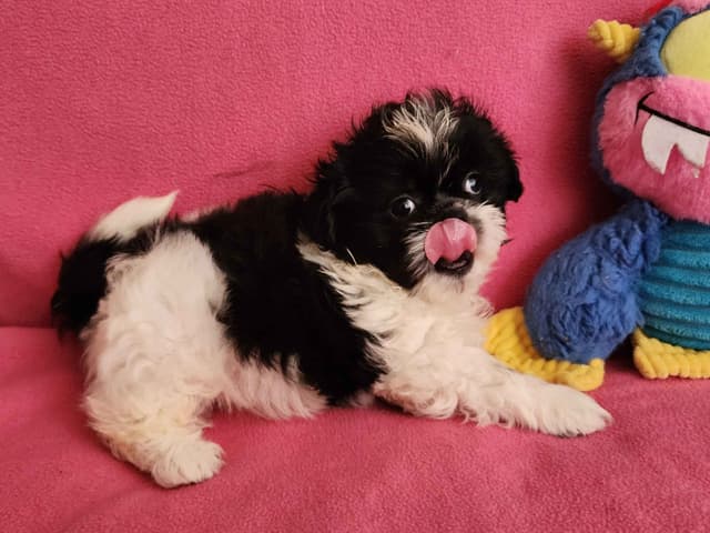 **AFFORDABLE** ADORABLE Shih Tzu Puppies media 4