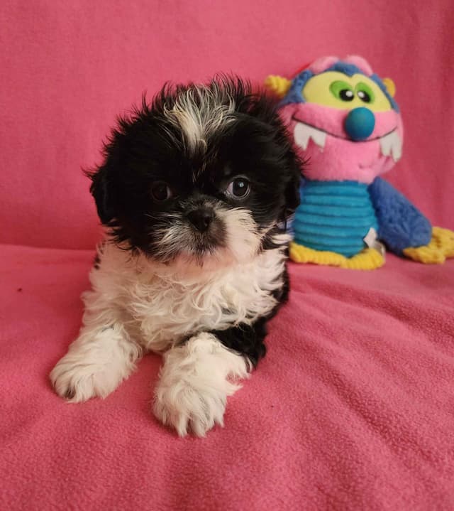 **AFFORDABLE** ADORABLE Shih Tzu Puppies media 6