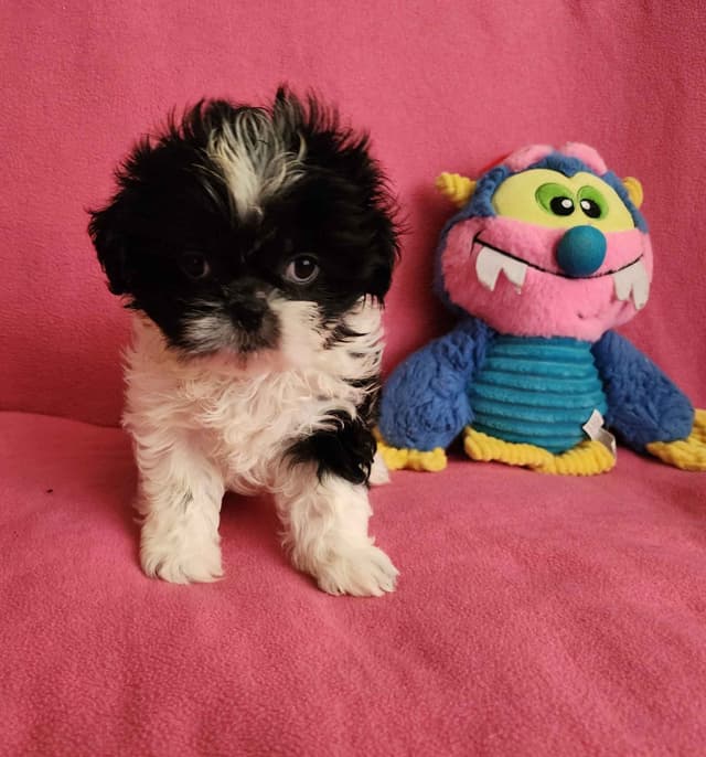 **AFFORDABLE** ADORABLE Shih Tzu Puppies media 7