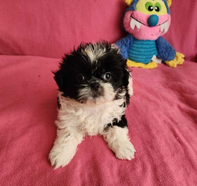 **AFFORDABLE** ADORABLE Shih Tzu Puppies media 8