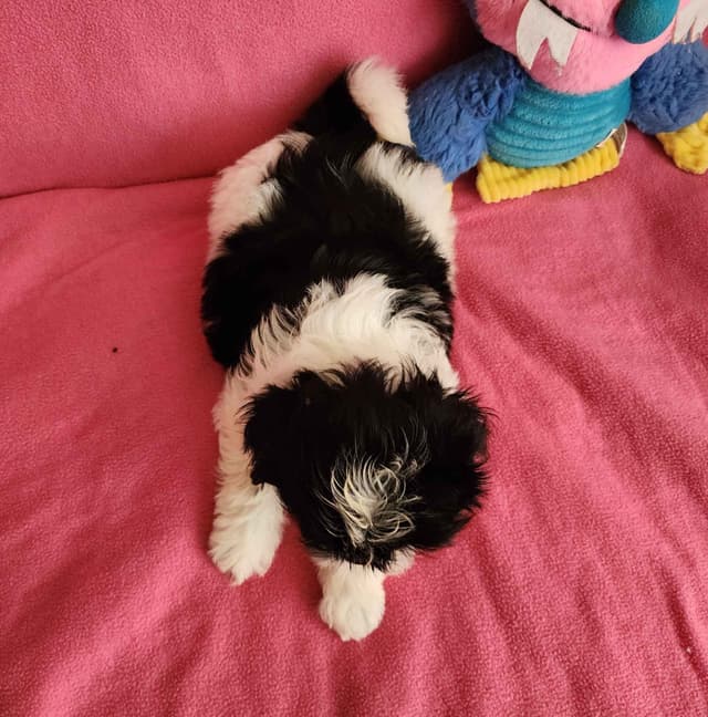 **AFFORDABLE** ADORABLE Shih Tzu Puppies media 10